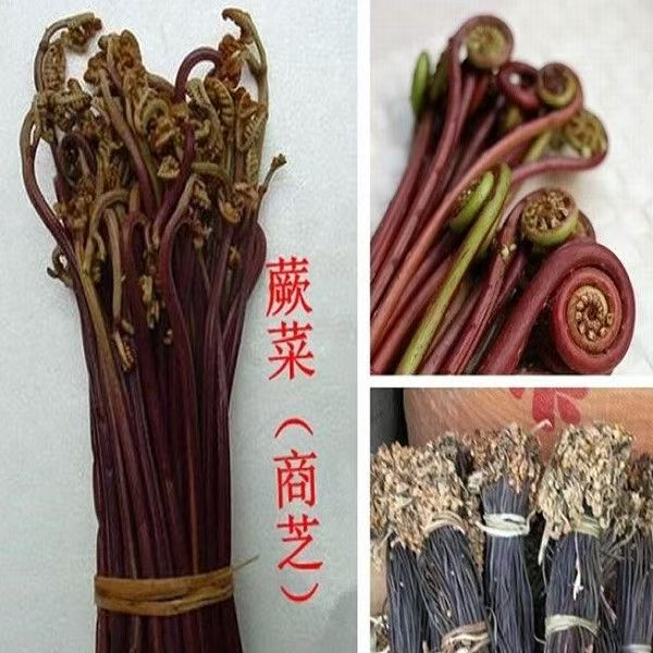 商芝即蕨